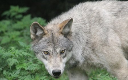 Uttar Pradesh: 'Shoot on sight' orders for wolves in Bahraich