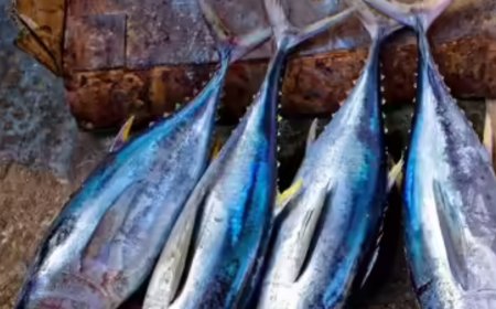 Maharashtra specifies minimum size for fish that can be sold