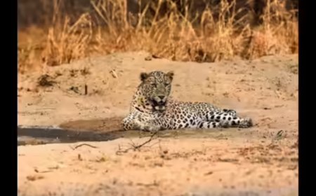 Leopard kills 5-yr-old girl in Maharashtra village