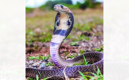 Kerala makes venomous snakebites health priority