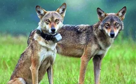 Just 3,000 left in wild, IUCN classifies Indian wolf as 'potential distinct species'