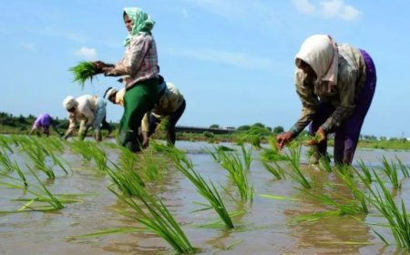 Total acreage of Kharif crops crosses normal sown area of the season; decline seen for oilseeds