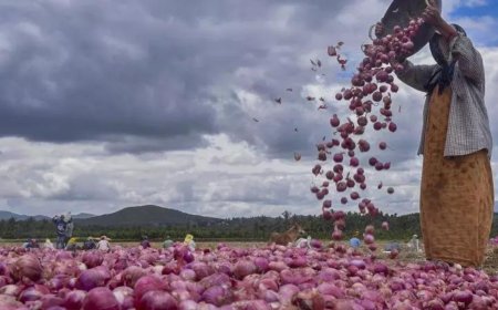 Spent Rs 66,000, Pune farmer gets Rs 664 for 7.5 quintals of rain-hit onions