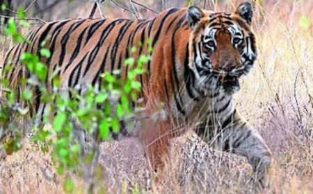 Big cat, big loss: In 4 years, Maharashtra has lost 142 tigers, 537 leopards, reveals RTI query