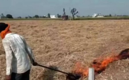 Punjab saw 415 farm fires from September 15-October 21, down from 1,510 during same period last year: Data