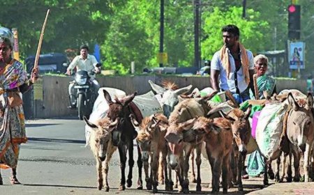 ‘Donkey rout’: MP loses 94% of donkeys in 3 decades, now just 3,000 left