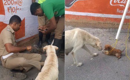 Paws and applause! Dog patiently watches as Tamil Nadu police rescues its puppy from roadside pit; video wins internet