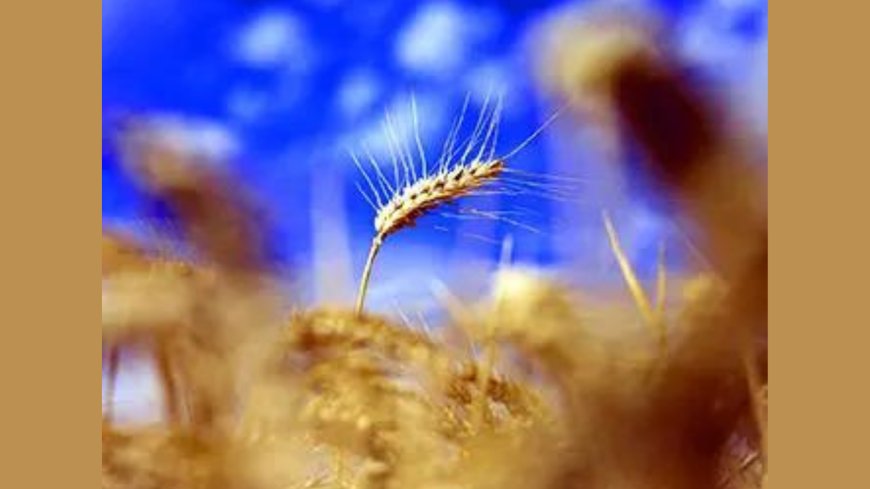 Government seeks views on including PDS food grains in CPI series