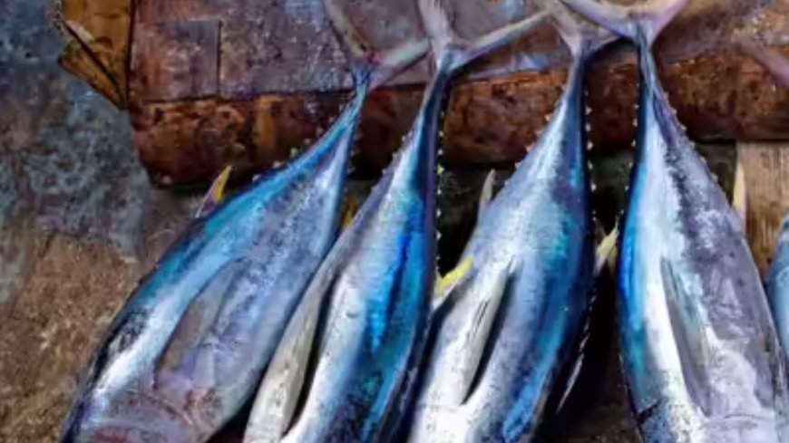 Maharashtra specifies minimum size for fish that can be sold