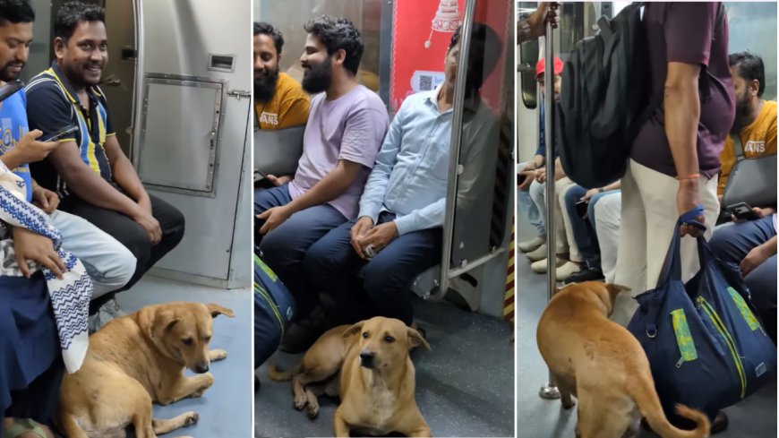 Watch: Disturbed by firecrackers, stray dog boards metro in Kolkata; netizens react