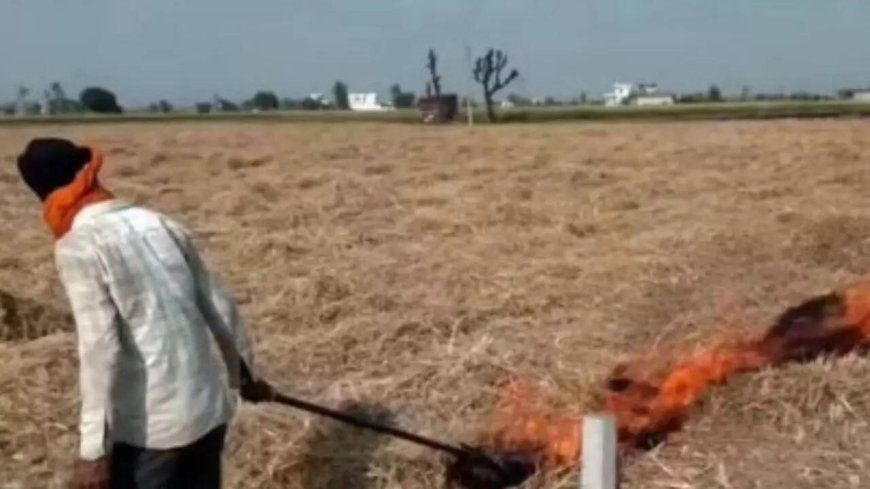 Punjab saw 415 farm fires from September 15-October 21, down from 1,510 during same period last year: Data