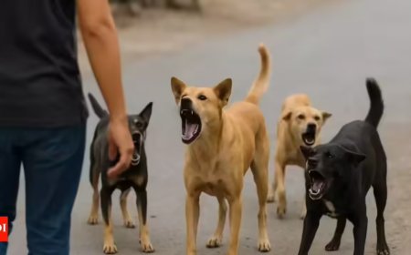 Canine bite victims must be heard in stray dog case: SC