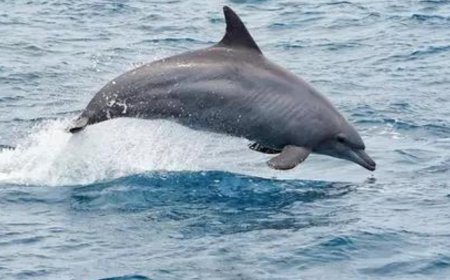 India's marine mammal research set to advance with new acoustic tracking efforts