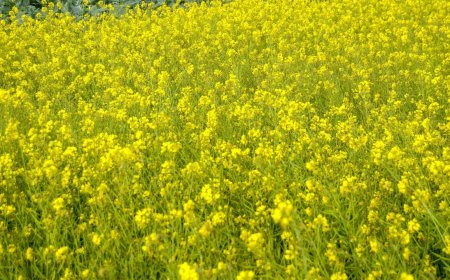 Scientists seek government’s intervention in securing fair deal for farmers over use of genetic resources