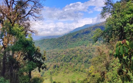 Decade-long IISc Study: Anthropogenic changes threaten eastern Himalayan birds