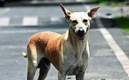 Wife's love for stray dogs has caused stress, led to erectile dysfunction, man tells HC, seeks divorce