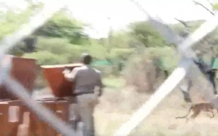 Watch: Botswana hands over 8 cheetahs to President Droupadi Murmu; India's count up to 35