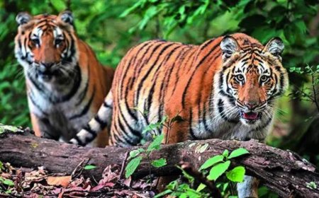 Ignoring own orders, Supreme Court has kept case in limbo since 2018