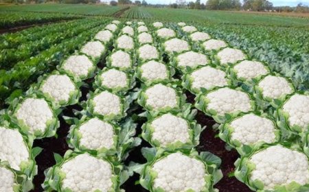 'Bihar approves gobhi farming': Assam minister's post ignites fury; Shashi Tharoor reacts