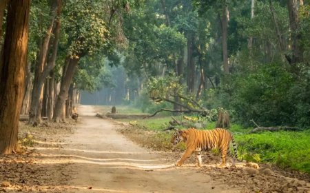 SC issues notice on 7-year stay in Corbett poaching case