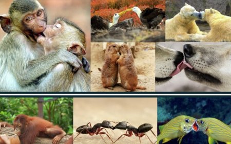 We stole our smooch from apes from 21mn years ago