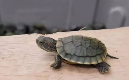 Rare turtle bust : Two traffickers arrested in UP; animals destined for Uttarakhand seized