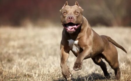 Playtime turns nightmare for 6-year-old as he loses ear in pitbull attack in Delhi