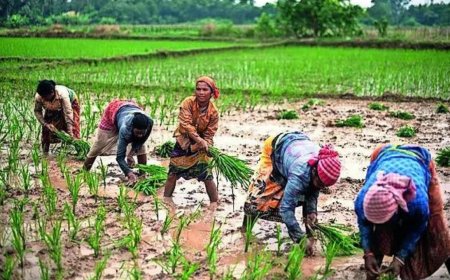 Pesticides linked to memory loss, depression in Bengal farmers, new study warns