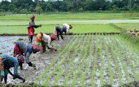 Kharif rice output reaches record 124.5 MT