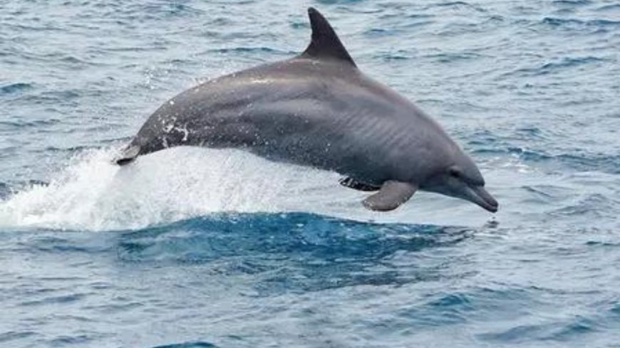 India's marine mammal research set to advance with new acoustic tracking efforts