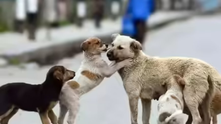 MCD: Institution heads must first prevent entry