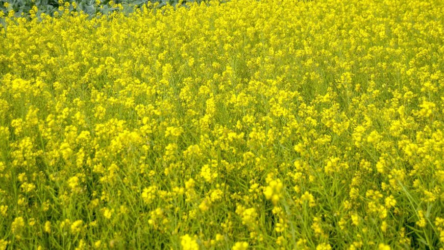 Scientists seeks government's intervention in securing fair deal for farmers over the Global South's genetic resources at global forum