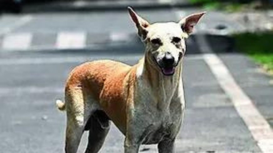 Wife's love for stray dogs has caused stress, led to erectile dysfunction, man tells HC, seeks divorce