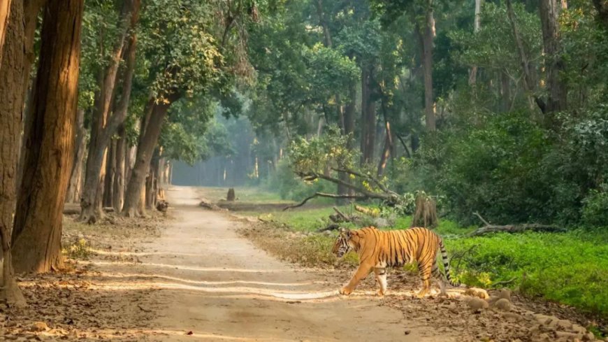 SC issues notice on 7-year stay in Corbett poaching case