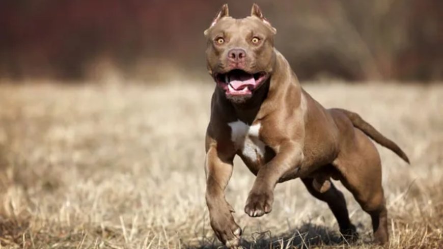 Playtime turns nightmare for 6-year-old as he loses ear in pitbull attack in Delhi