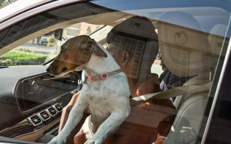 Winter session: MP makes a statement with a stray, sets off a dogfight