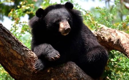 Himalayan black bear enters Kashmir University, SKIMS; wildlife dept sets trap cages