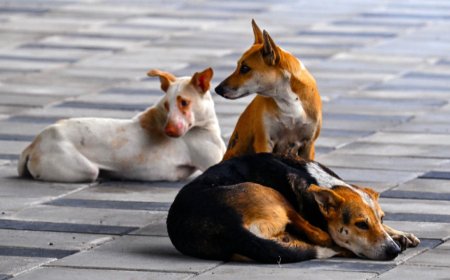 Over 90% of Indians 'feel safer' in presence of street dogs