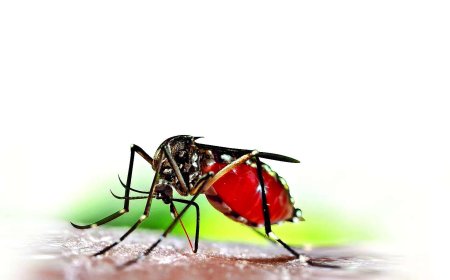 India nears target but still bears 73% of South Asia’s malaria burden: WHO