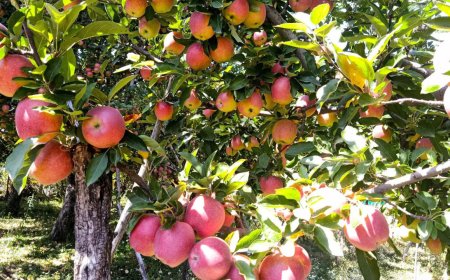 First time after ‘apple orchards-cancer report’, Kashmir leaders meet to discuss ‘grave’ issue, form policy