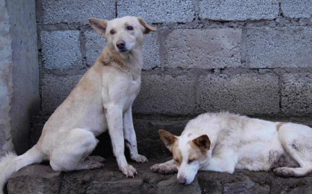 Teachers asked to report stray dogs, outrage in J&amp;K