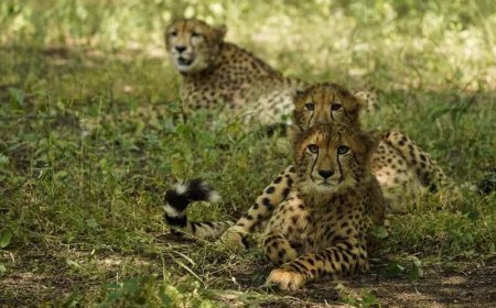 ‘Cheetah hair’ ties suspect vehicle to Gwalior cub hit-and-run probe
