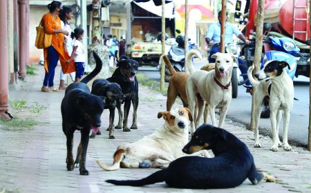 'We will ask you what is humanity': SC to petitioner over 'inhuman' treatment of stray dogs by MCD; next hearing on Jan 7