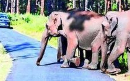 Court will always lean towards animals who suffer silently: SC