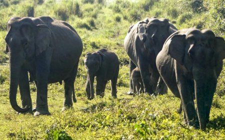 Benefit must go to animals not commercial ventures: SC