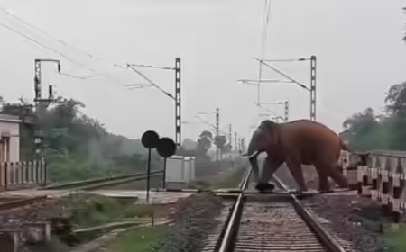 Assam tragedy: Rajdhani Express hits herd of elephants, killing seven; five coaches, engine derail