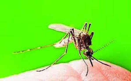 Malaria now limited to pockets in Mizoram, Tripura as India nears elimination