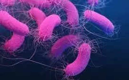 Good gut bacteria may hold key to preventing bone loss in postmenopausal women