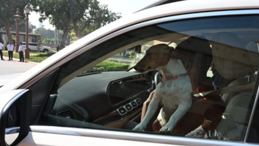 'Is there any law?' Congress MP Renuka Chaudhary sparks row by bringing stray dog to Parliament; BJP slams ‘tamasha’
