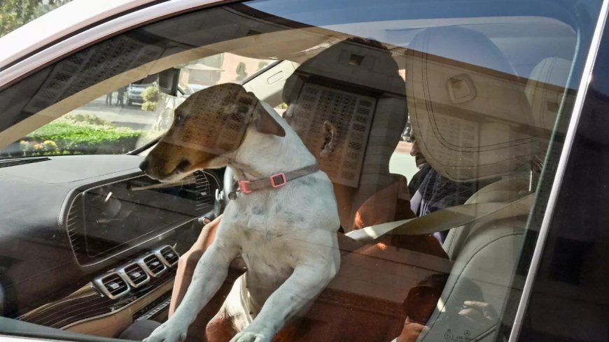 Winter session: MP makes a statement with a stray, sets off a dogfight